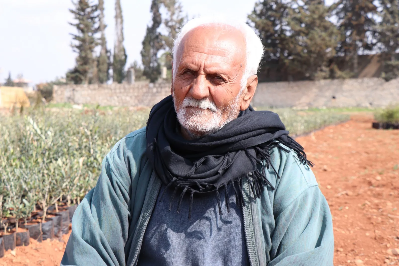 Efrîn dagir kirin, lê efrînî zeytûnên xwe li her derê diçînin