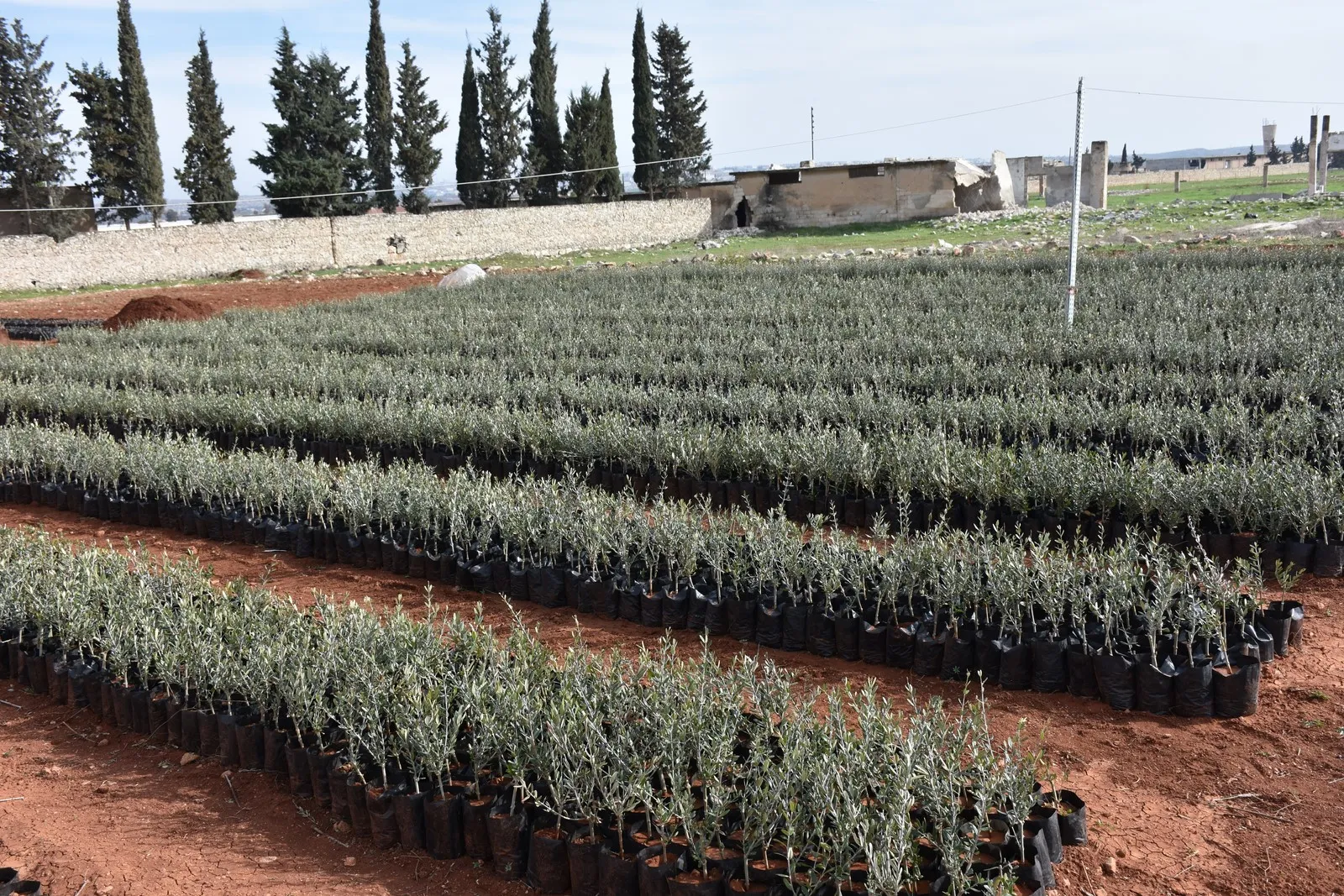 Efrîn dagir kirin, lê efrînî zeytûnên xwe li her derê diçînin