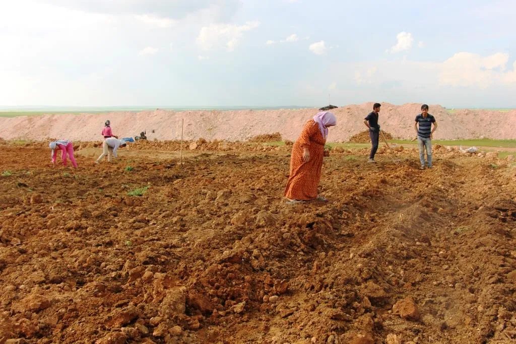 Şêniyên gundên Eyn Îsayê di bin topbaranê de çandiniyê dikin