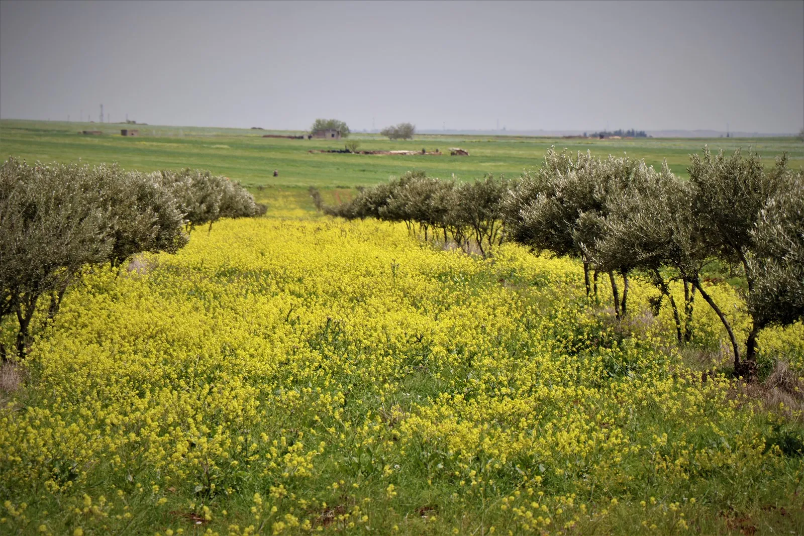 Bi wêne… rengîniya bihara Şehbayê