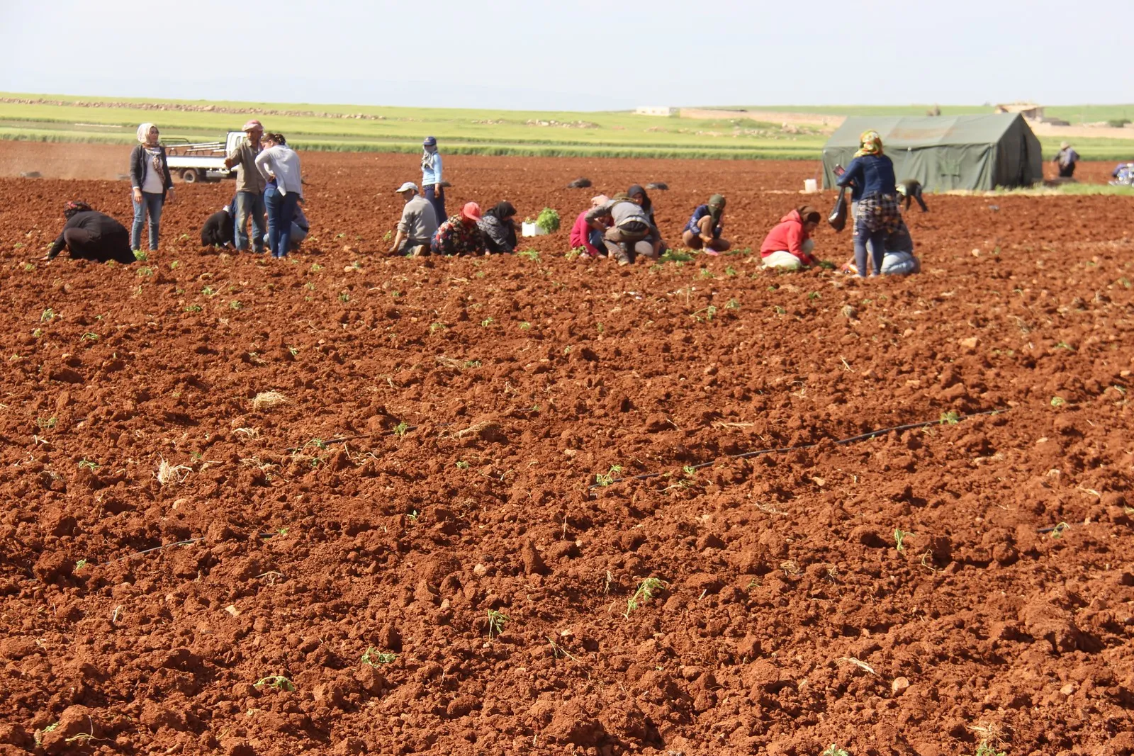 Desteya Çandiniyê sebzeyan diçîne da ku berhemên wê li şêniyên Efrînê belav bike
