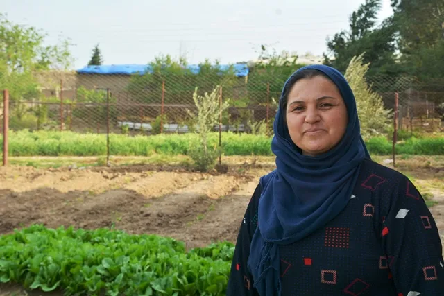 Di qedexeya derketina derve de sebzeyan diçînin