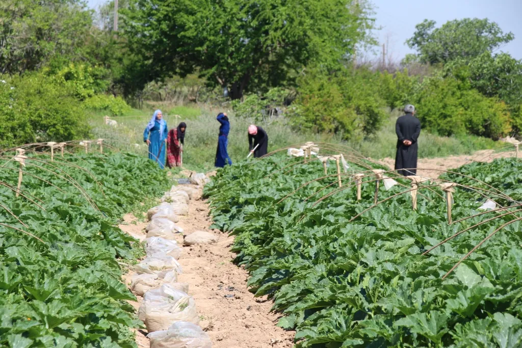 Cotkarên Minbicê dest bi çinîna sebzeyên havînê kir