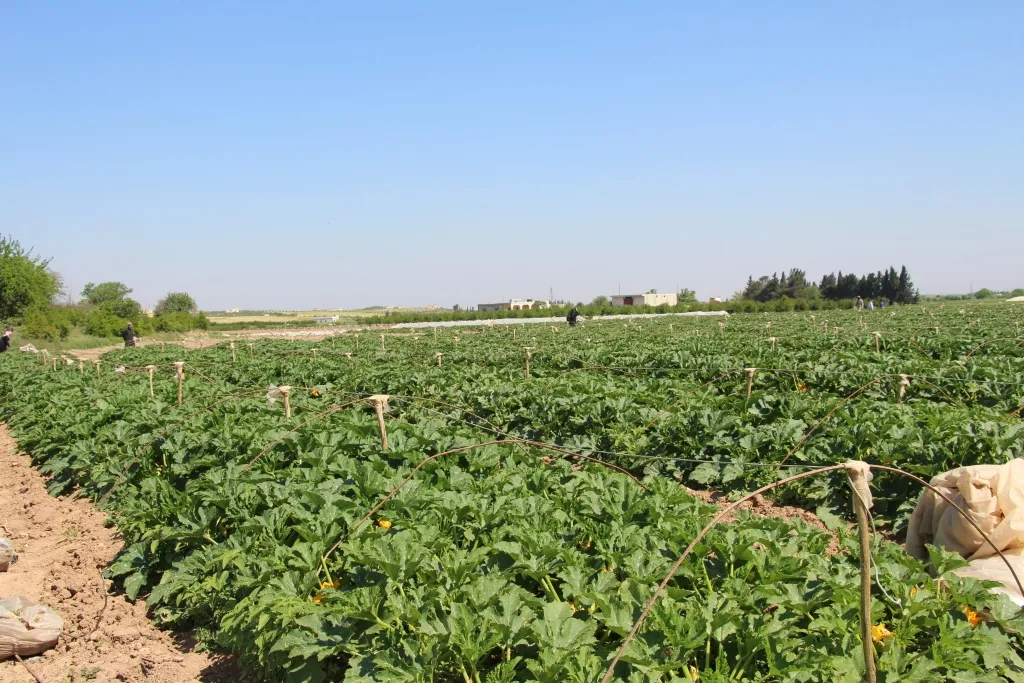 Cotkarên Minbicê dest bi çinîna sebzeyên havînê kir