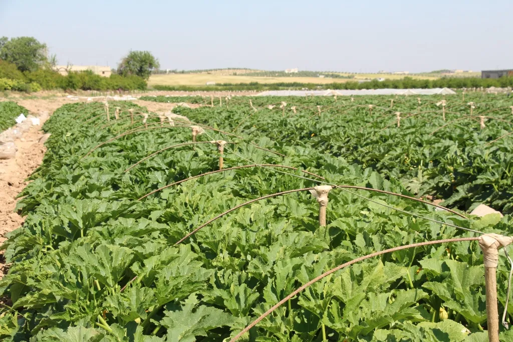 ​​​​​​​Bi hilberînên xwe rolek di peydakirina rêgeza xwetêrkirinê de dilîze