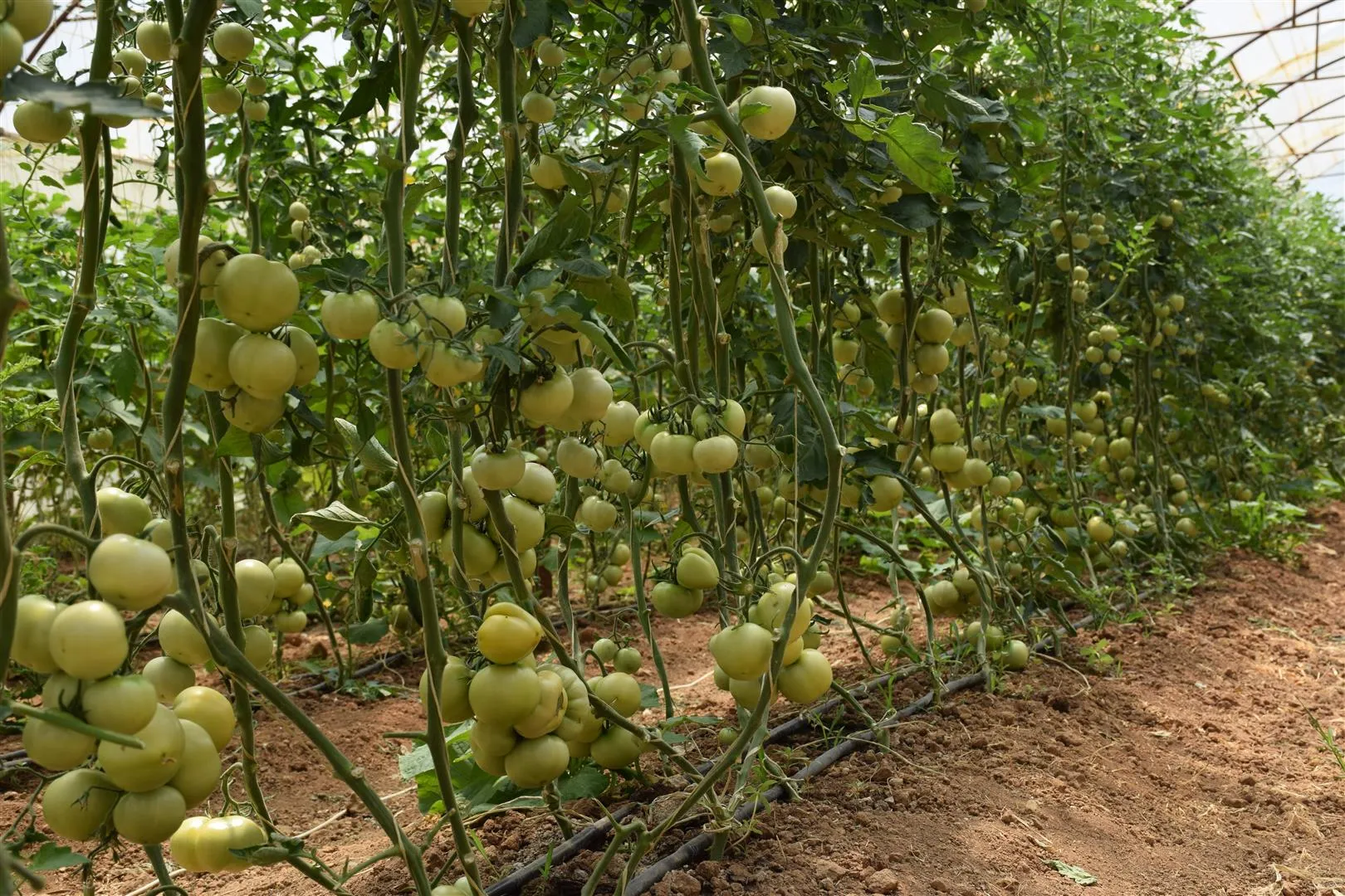 Projeya baxçeyên sergirtî heftane 5 ton zebze berhem dide