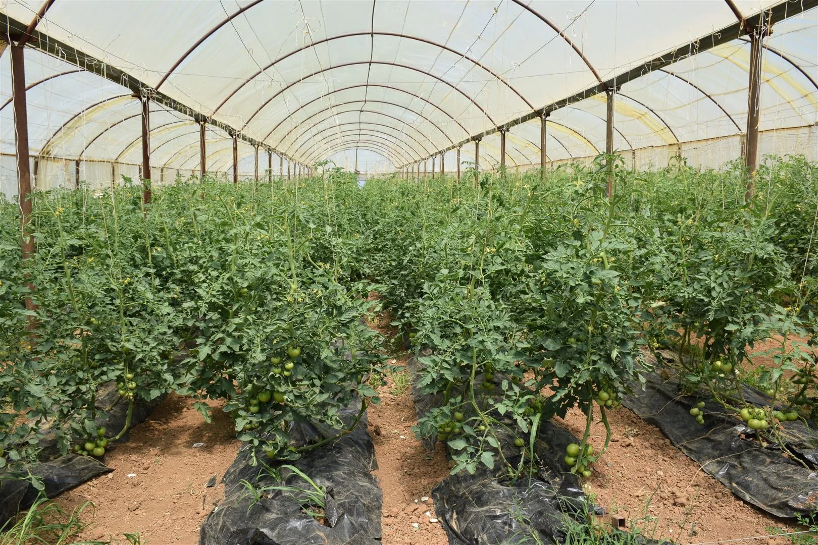 Projeya baxçeyên sergirtî heftane 5 ton zebze berhem dide