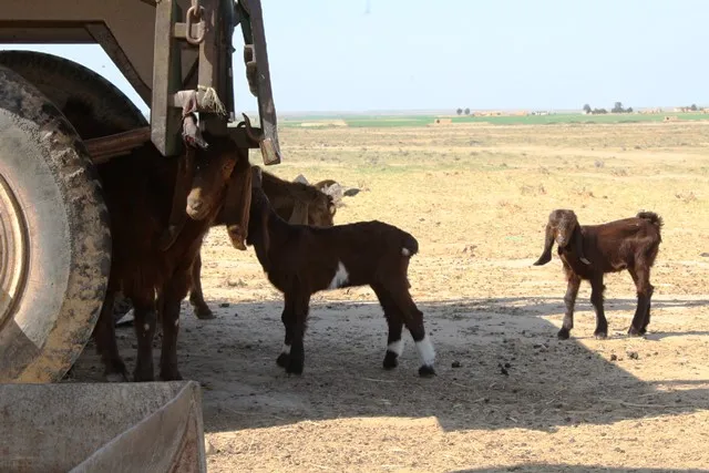 "Koçertî"qurbaniyên dewleta Tirk a dagirker û çeteyên wê ne