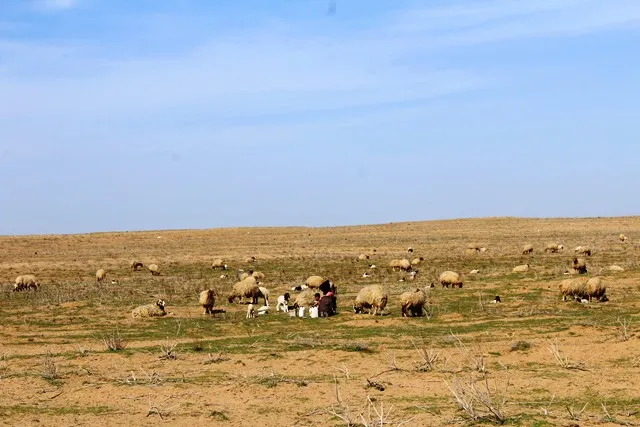 "Koçertî"qurbaniyên dewleta Tirk a dagirker û çeteyên wê ne