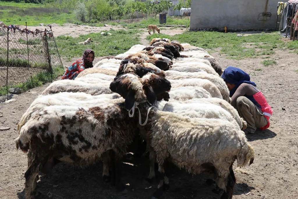 Peydakirina hilberîna herêmî taybetmendiyeke jiyana gundên Dêrikê ye