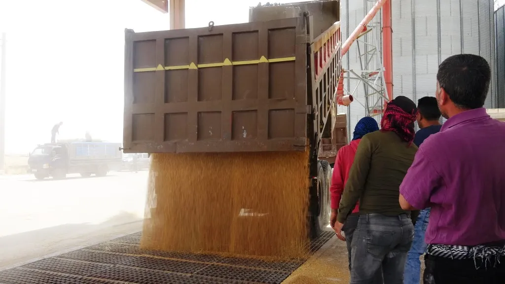 Rêveberiya Xweser li herêma Firatê dest bi wergirtina genim kir