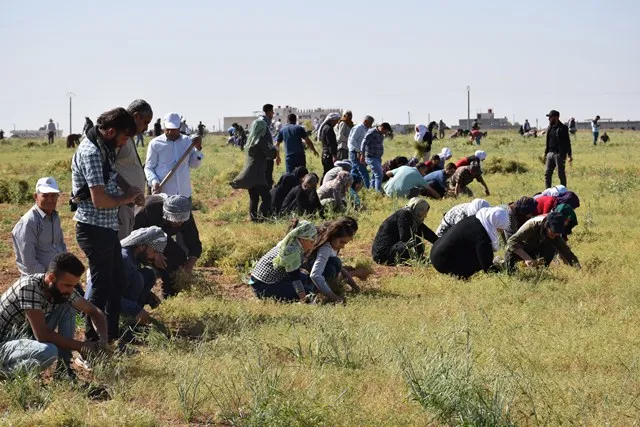 Ciwanên PYD`ê ji bo alîkariya malbatên hewcedar dest bi çinîna kemûnê kir