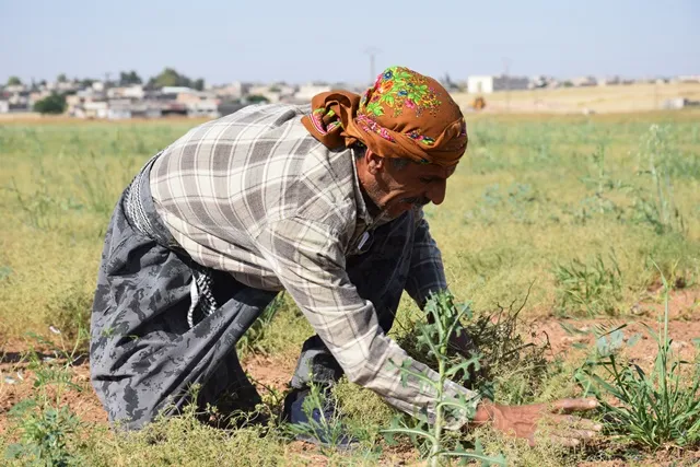 Ciwanên PYD`ê ji bo alîkariya malbatên hewcedar dest bi çinîna kemûnê kir