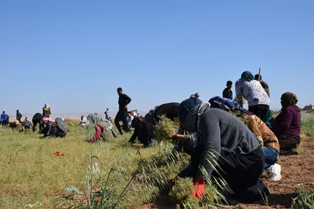 Ciwanên PYD`ê ji bo alîkariya malbatên hewcedar dest bi çinîna kemûnê kir