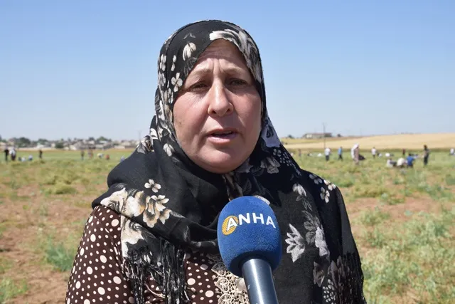Ciwanên PYD`ê ji bo alîkariya malbatên hewcedar dest bi çinîna kemûnê kir