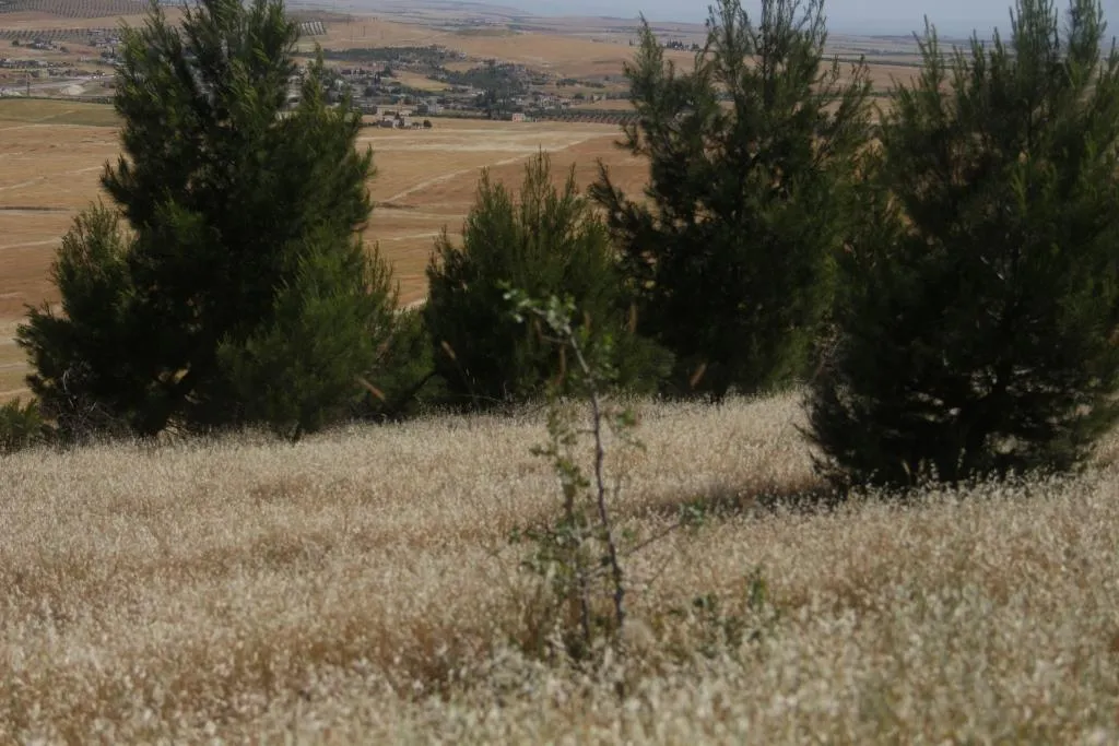 Daristanên Kobanê bi xeteriyên şewatan re rû bi rû ne