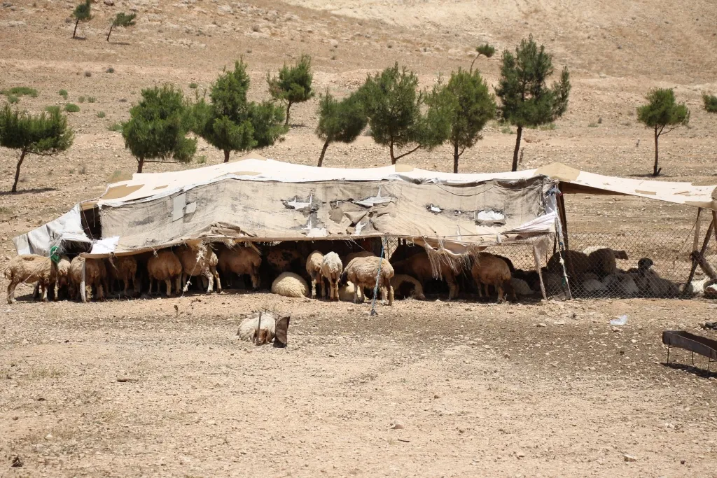 Şerê Sûriyê jiyana koçeran jî tehdîd dike