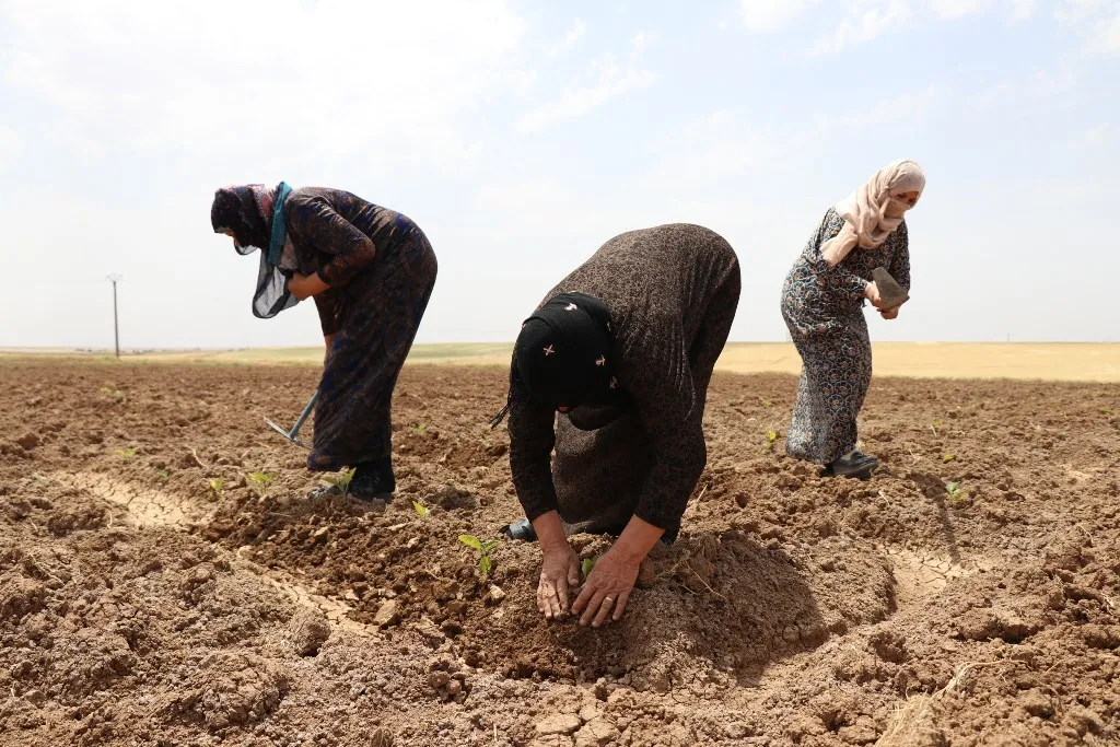 Pêşxistina projeyên çandiniyê bi çavdêriya Komîteya Aboriya Jinê
