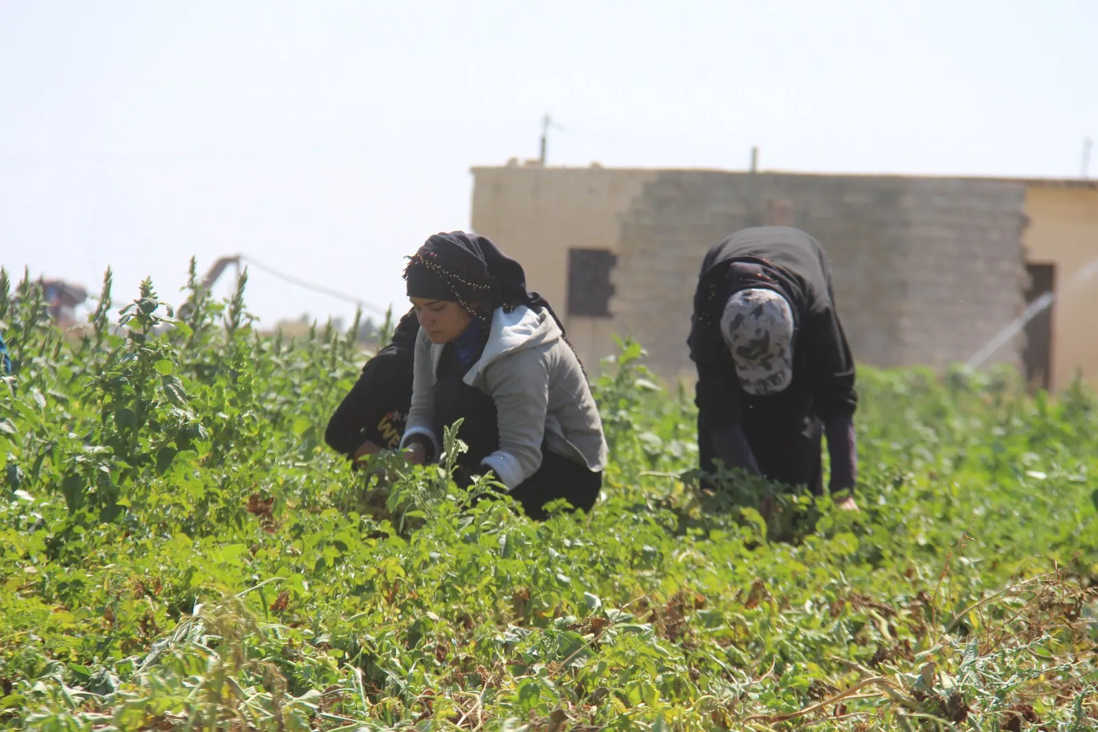 Jinên efrînî bi desteka Komîteya Aboriyê azara bilindbûna buhayan sivik dikin