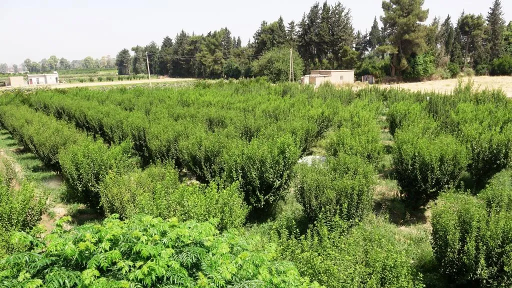 Li gel buhabûna lêçûna çandiniyê, çandina darên berhemdar zêde bûye