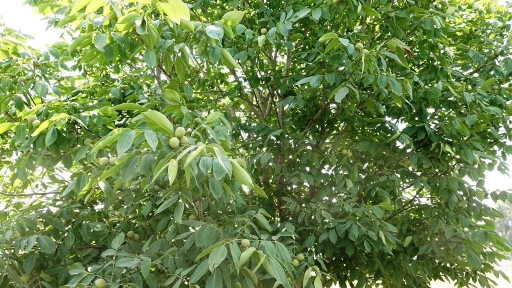 Li gel buhabûna lêçûna çandiniyê, çandina darên berhemdar zêde bûye