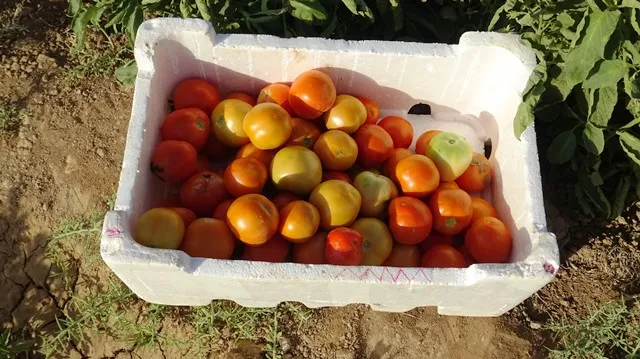 Piştî deh salan li Şedadê çandina sebzeyên havînê geş dibe