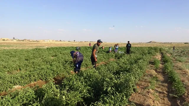 Piştî deh salan li Şedadê çandina sebzeyên havînê geş dibe