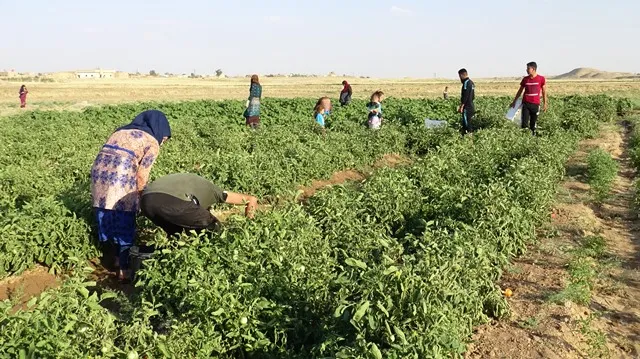 Piştî deh salan li Şedadê çandina sebzeyên havînê geş dibe