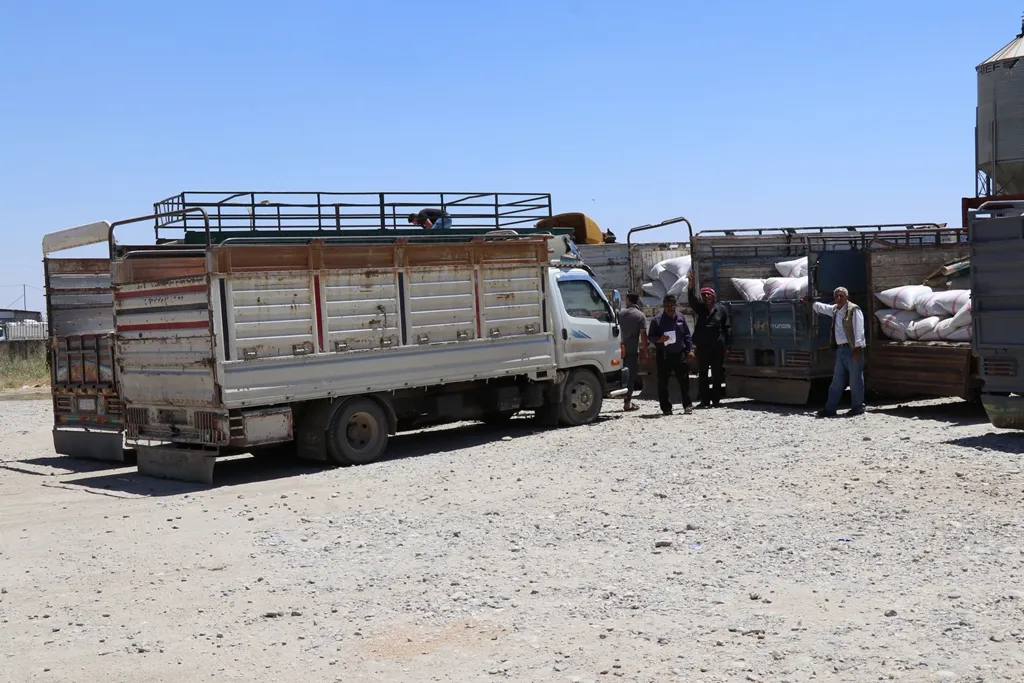 Şirketa Pêşxistina Civaka Çandinî genim bi tûrikan werdigire