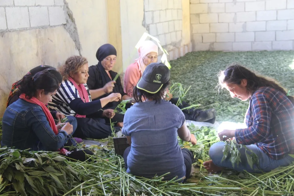 Jinên Efrînî bi projeyan aboriya xwe xurt dikin