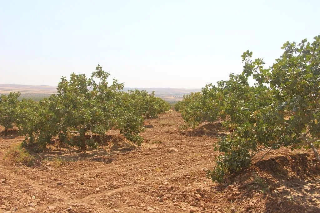 Berhevkirina fisteqên helebî li Kobanê dest pê kir