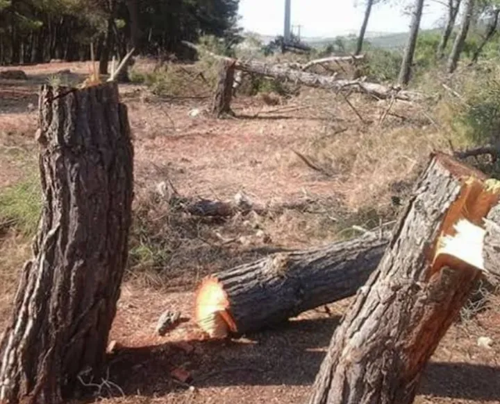 Rêxistina Mafên Mirovan a Efrînê: Li Efrînê sûcên plankirî berdewam in