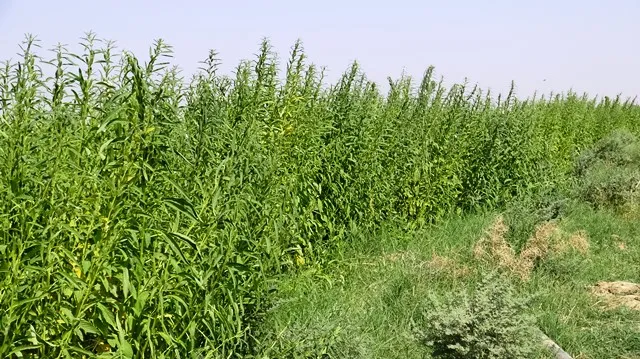  Piştî 10 salan cara yekê ye pembo û kunciyan diçinin