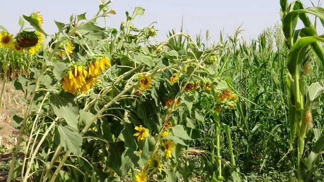  Piştî 10 salan cara yekê ye pembo û kunciyan diçinin