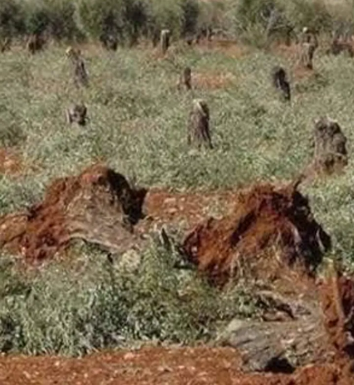 Çeteyên dewleta Tirk li Efrînê gelek darên zeytûnê qut kirin