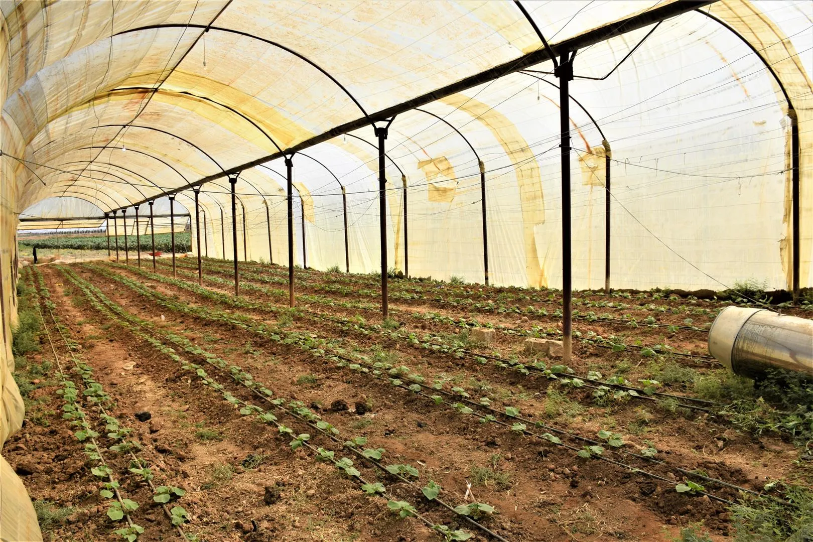 Serkeftina projeya çandiniyê hişt ku projeyên berfirehtir pêk bên