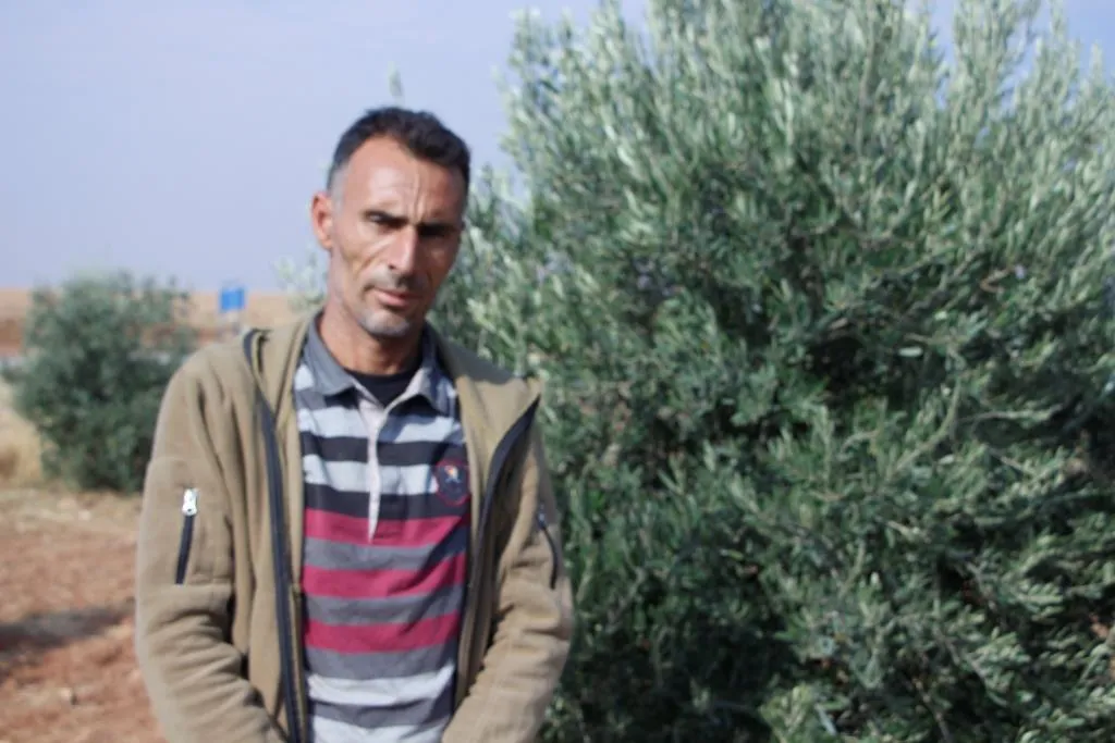 Li Koban û Minbicê mewsima zeytûnan dest pê kir