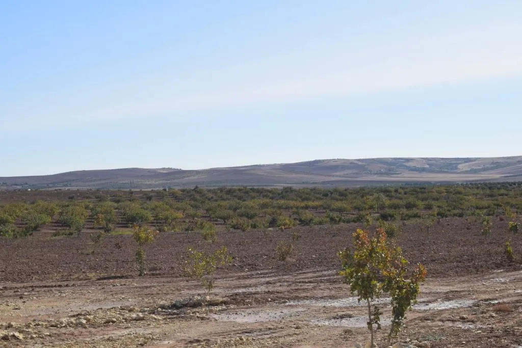 ​​​​​​​Li Kobanê çandina fistiqê helebî bi awayekî balkêş zêde bûye