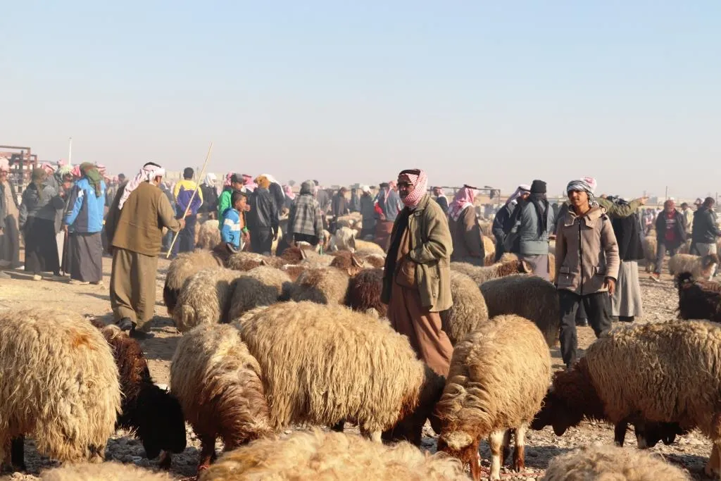 Derengmayîna barîna baranê, bandor  li sûkên pez ên Reqayê kir