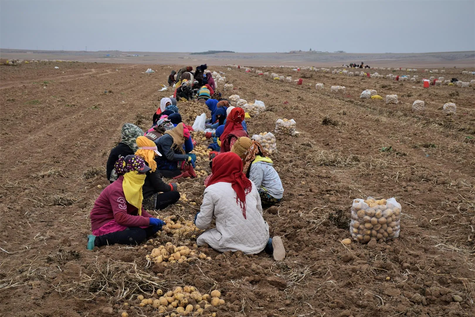 Li Hesekê cara yekemîn ku petat tê çandin