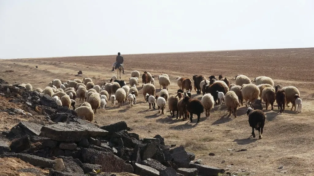 Xwedanên pez ên ji Girê Spî: Miqdara nixalê ku ji bo pez hatiye veqetandin kêm e