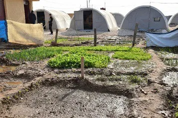 Koçberên Serêkaniyê li pêşiya konên xwe baxçeyên biçûk ên sebzeyan diçînin