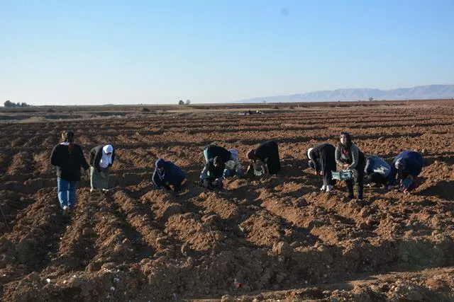 Komîteya Aboriya Jinan projeya çandina sebzeyan didomîne