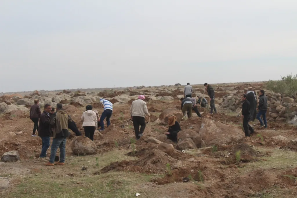 Li girê Şêranê ya rojhilatê Kobanê dar têne çandin