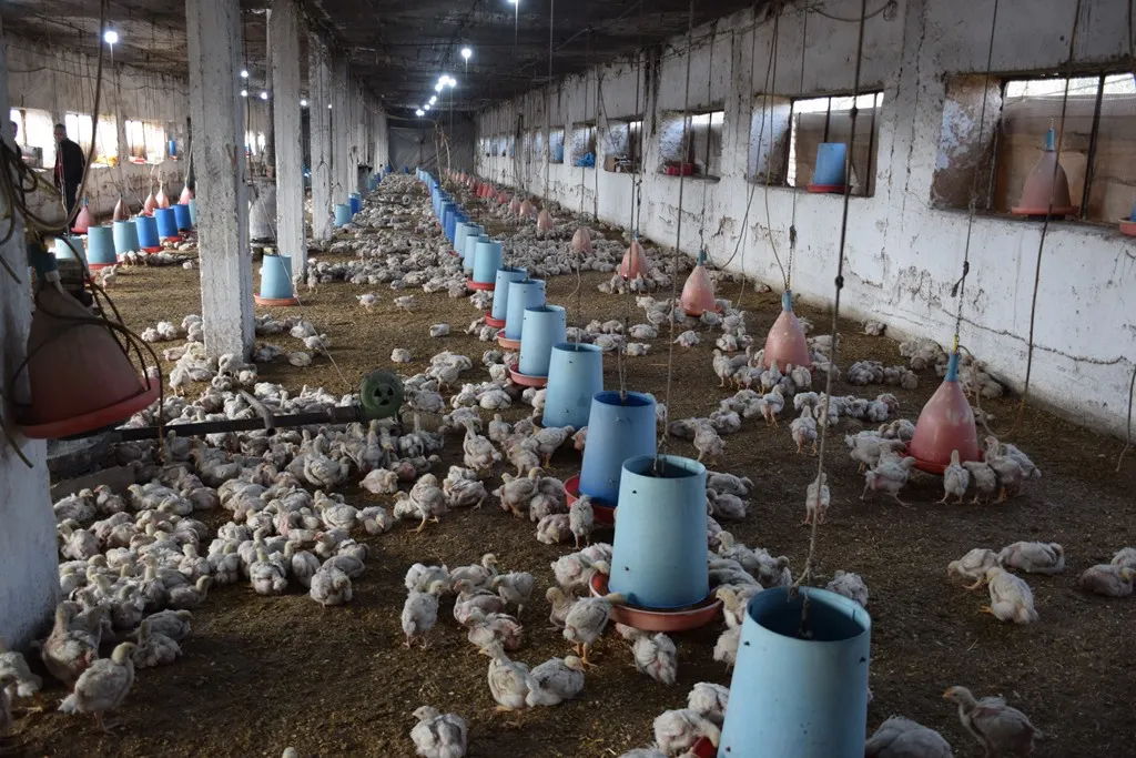 Lêçûna hilberîna mirîşkan pêwîstiyên bazara herêmî asteng dike