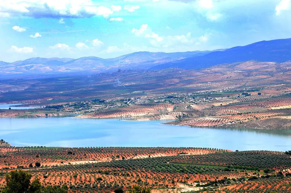 Çeteyan li Efrînê dest danîn ser zêdetirî 10 hezar darên zeytûnan
