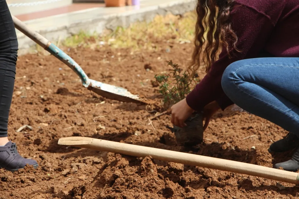 Bi boneya Newrozê li Kobanê şahî û çandina dara Yasmînê