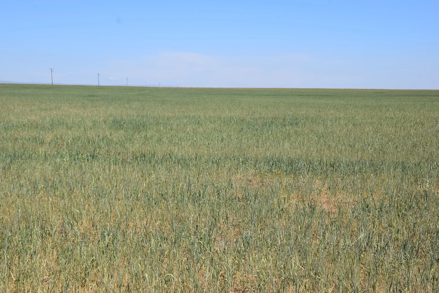 Cotkar û şêniyên herêma Cizîrê ji ber mewsima îsal bi fikar in