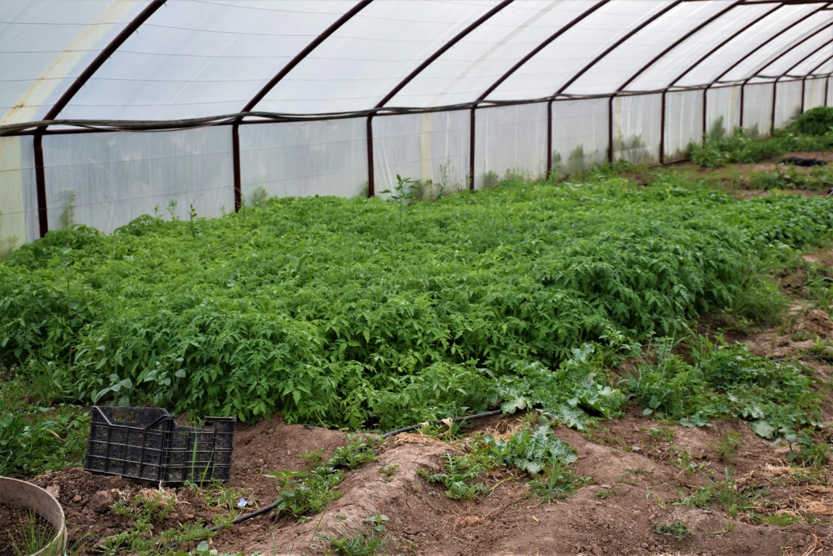 Projeyeke çandiniyê bi rê ve dibe û cureyên nû lê zêde kirine