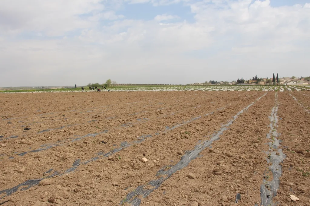 Cotkarên Minbicê dest bi çandina şitlên sebzeyan kir